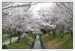 妙見川原の桜