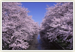 毎年4月上旬に行われる「岩倉桜まつり」では、「日本のさくら名所百選」に選ばれた五条川の桜並木が一番の見ごろとなる。