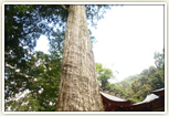 国天然記念物「八村杉」