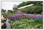 板敷櫓と花菖蒲