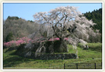 又兵衛桜