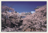 上田城と桜