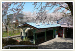 別所温泉駅の桜