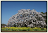 吉高の大桜