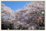 小林牧場桜並木