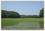 里山景観