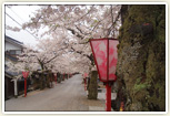 がいせん桜