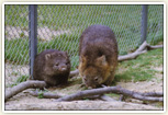 五月山動物園