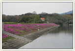 芝桜がきれいな山大寺池
