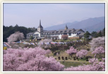 たつのパークホテルと桜