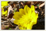 辰野町の花「福寿草」