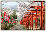 丸高稲荷:坂道にずっと続く朱の鳥居と桜並木