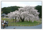 畑しだれ桜