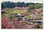静峰ふるさと公園 八重桜まつり