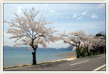 春には田沢湖畔にも桜が咲きます。
