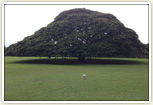 Monkey Pod tree