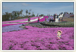 茶臼山高原の芝桜