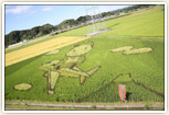 H28田んぼアート作品「きくのんと飛行機」