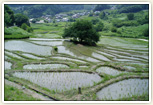 世界農業遺産「静岡の茶草場農法」認定
