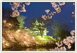 高田公園に咲く4,000本の桜が上越の春を彩ります。