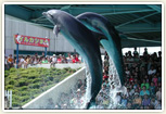 上越市立水族博物館。夏休み期間中はイルカショーも開催。