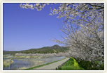 武庫川と桜