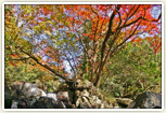 青野川渓谷(尼ン滝)