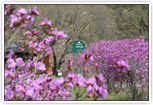 5月、本別公園には16,000株の町花エゾムラサキツツジを咲かしてくれます。