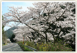 脊振桜