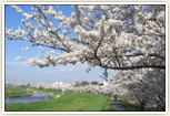 柳瀬川沿いの桜並木