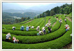 東白川村・茶畑