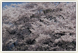 南アルプス冠雪と学校桜