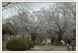 市制記念公園の桜