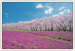 赤城南面千本桜・みやぎ千本桜の森