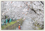 砂子の桜