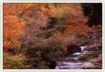 黒滝村 赤岩渓谷 紅葉