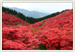 ツツジの名所・葛城山(櫛羅)