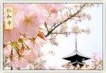仁和寺