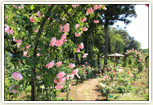 佐倉草ぶえの丘バラ園