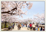 刈谷でお花見といえば亀城公園と洲原公園