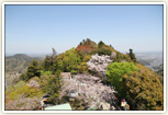 桜の時期(展望台)