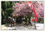 4月下旬が見ごろ倶利伽羅県定公園の八重桜