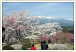 春の大草城址公園