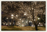 桜ライトアップ三崎水辺公園