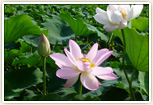 8月上旬が見頃「中之島の蓮の花」