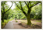 人気の都立善福寺公園!