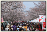 名張桜まつり
