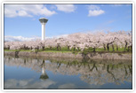 五稜郭の春(桜)