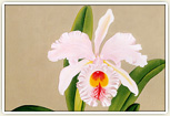 蘭花譜