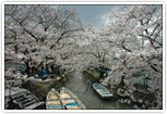 砂子の桜